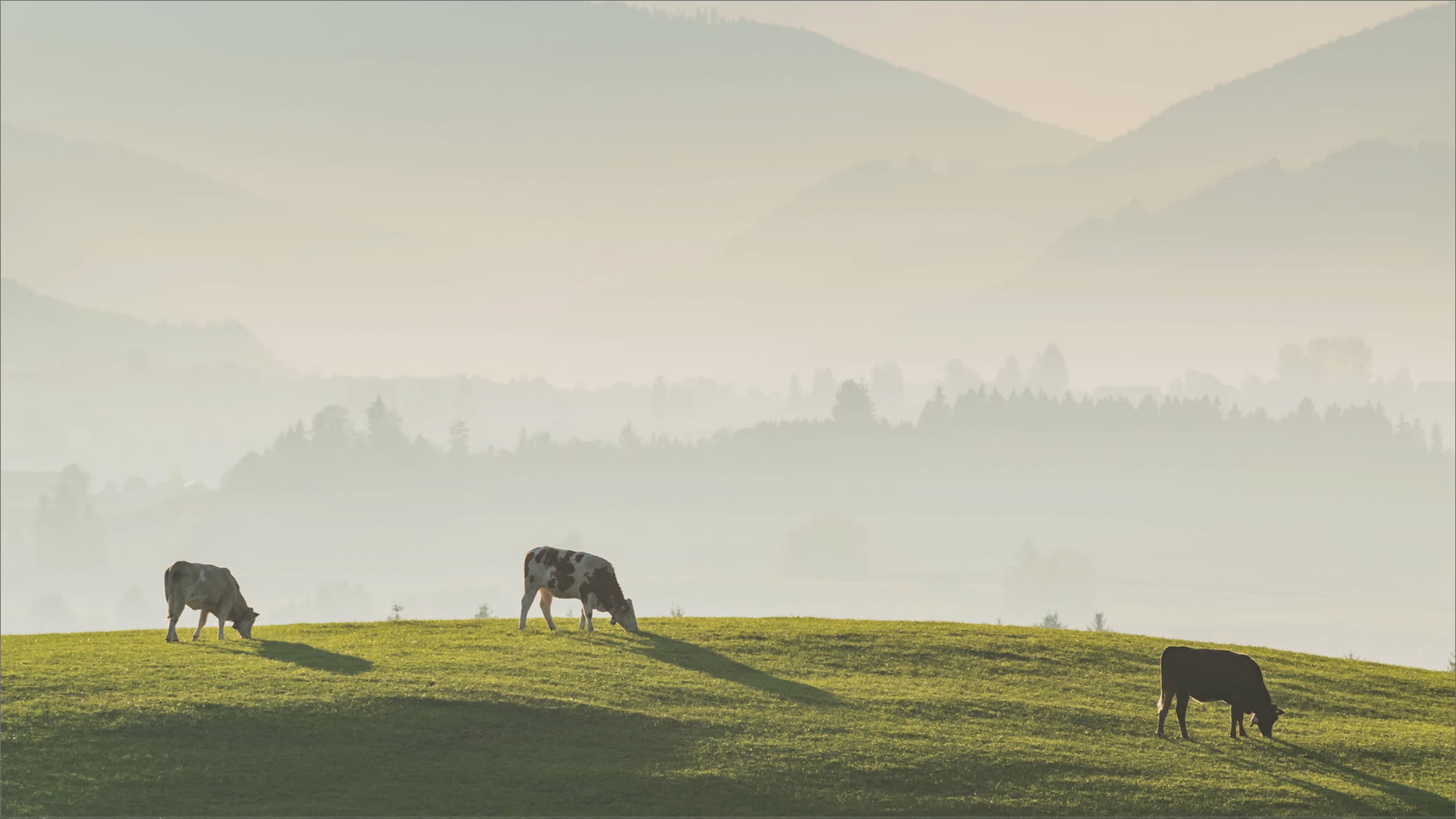 Auckland BioSciences Product Range