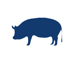 Porcine Serum New Zealand