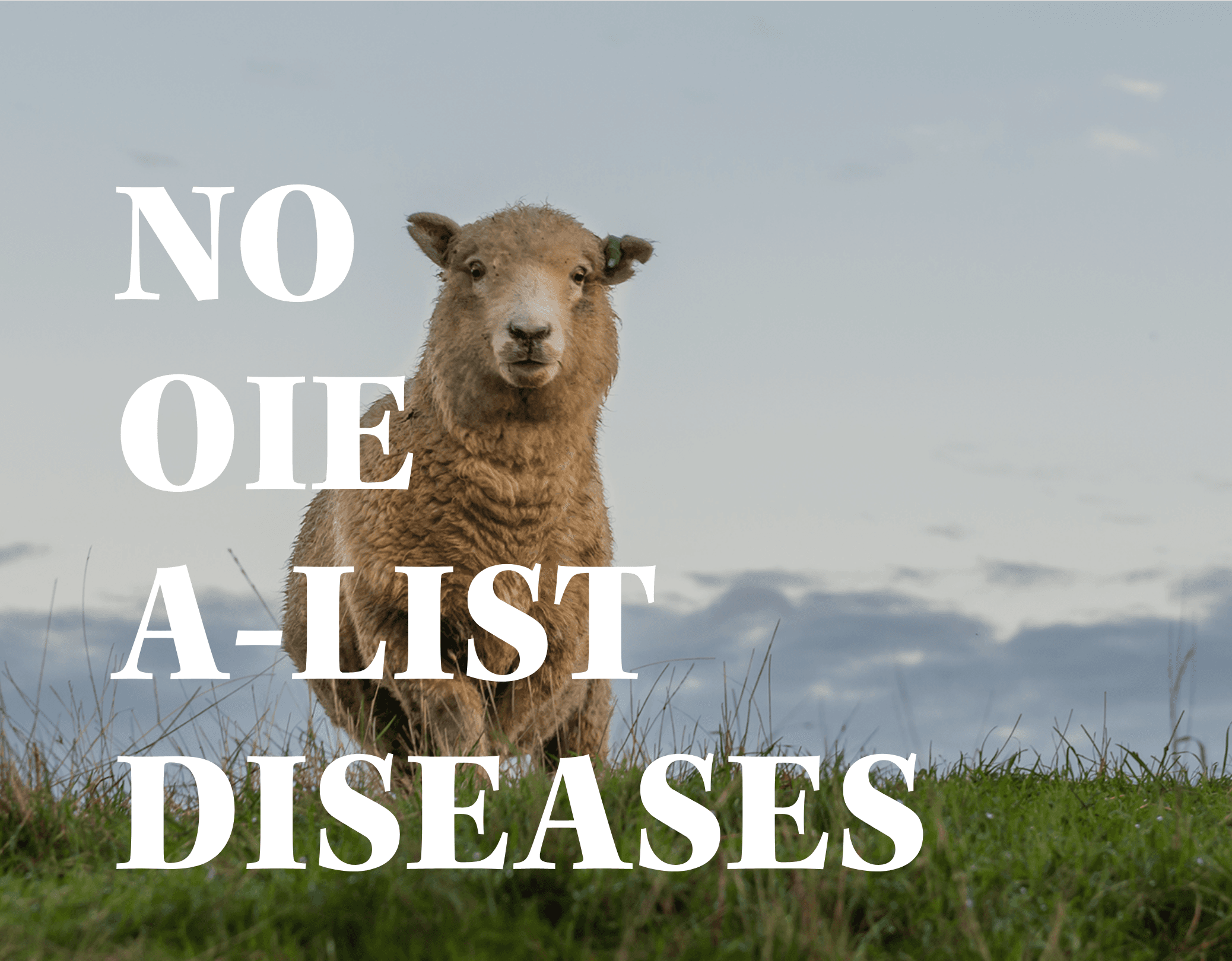 Healthy New Zealand Livestock - Disease Free