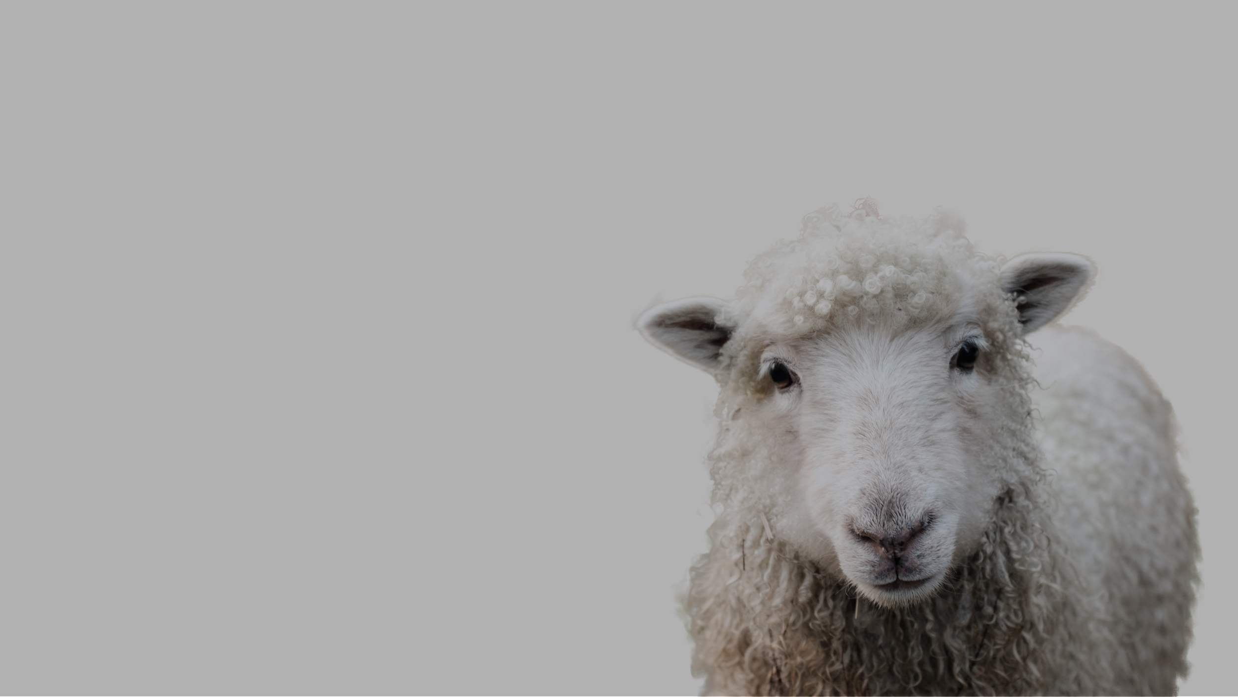 Animal health and welfare